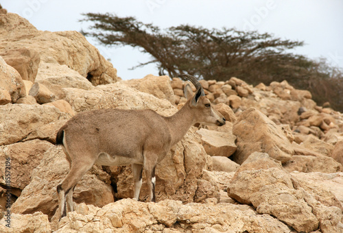 Nubischer Steinbock in der Negev-Wüste bei En Gedi , Israel