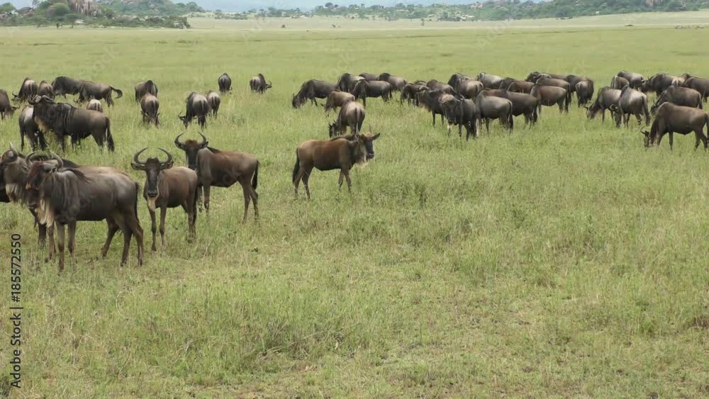 Wildebeest migration Wildebeest migration