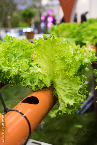 plastic pipe structures for landless cultivation. Salad in innovative hydroponic cultivation for water saving, prototype for urban gardens photo