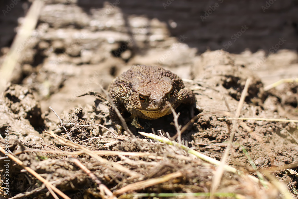 European brown toad European brown toad