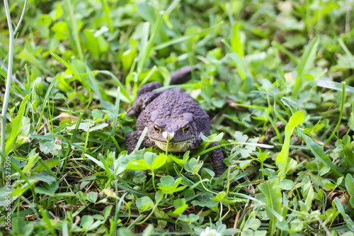 European brown toad