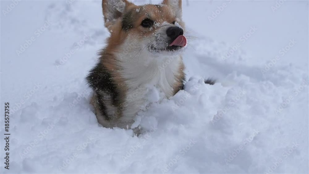 Dog Welsh Corgi Pembroke on a walk in a beautiful winter forest. Dog Welsh Corgi Pembroke on a walk in a beautiful winter forest.
