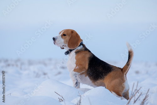 Beagle dog on a walk in winter snowy field
