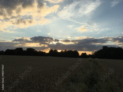 Sunset sky in field