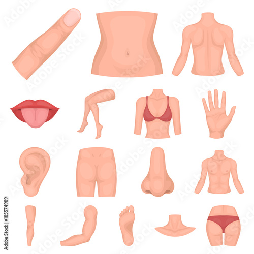 Part of the body, limb cartoon icons in set collection for design. Human anatomy vector symbol stock web illustration.