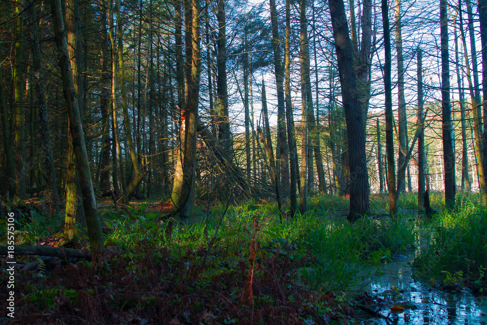 Obraz premium Fall 14