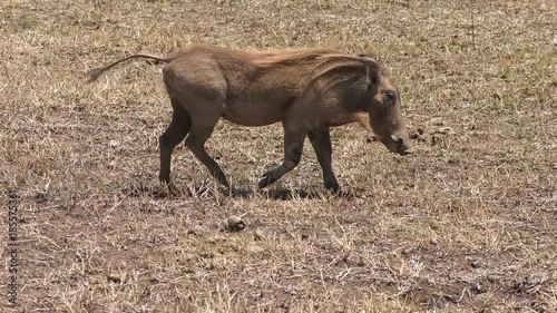 Warthog walking
