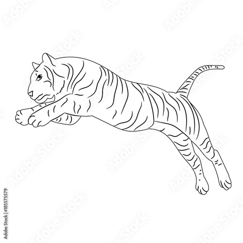 vector, isolated sketch of a tiger jumping © zolotons