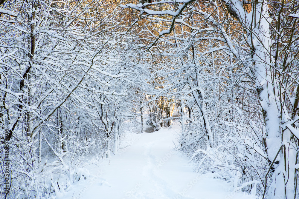 Winter landscape with snow covered trees in the forest. Winter landscape with snow covered trees in the forest.