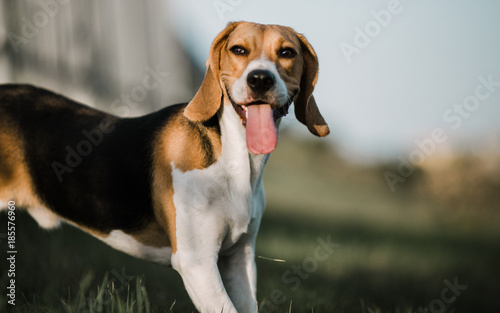 Perro beagle cansado con lengua fuera 