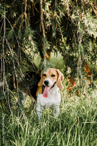 Perro beagle jugando al aire libre, animal de compañía photo