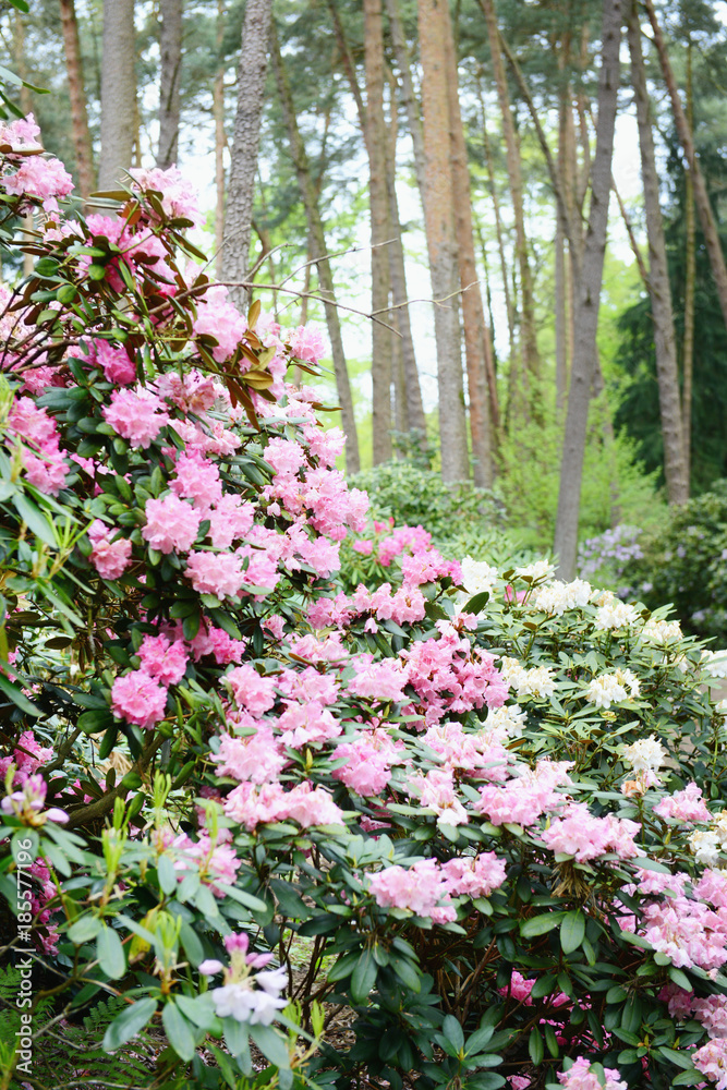 Rhododendron bush bloosom on springtime.