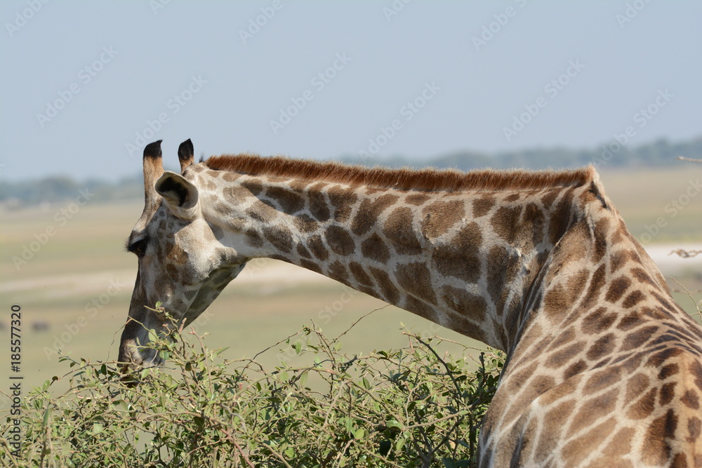 Obraz premium Giraffe eating