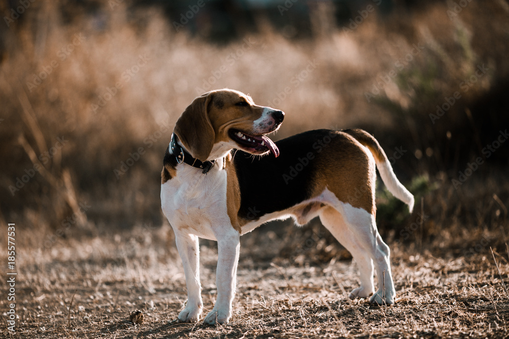 Perro beagle jugando al aire libre, animal de compañía Perro beagle jugando al aire libre, animal de compañía