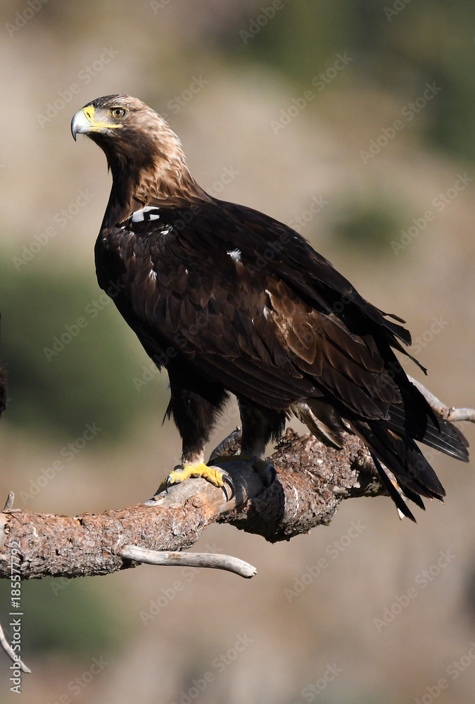 Fototapeta premium Aguila real en su posadero