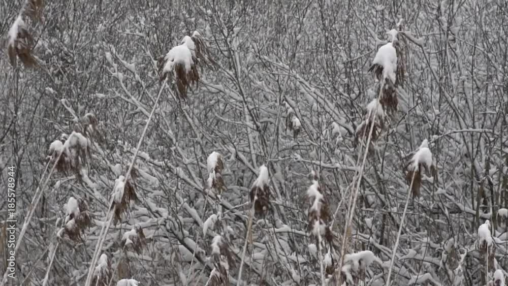 Reed covered with snow swaying in a gentle breeze on a cold winter morning. Frosty Reed. Frozen plants.Slow motion. Reed covered with snow swaying in a gentle breeze on a cold winter morning. Frosty Reed. Frozen plants.Slow motion.