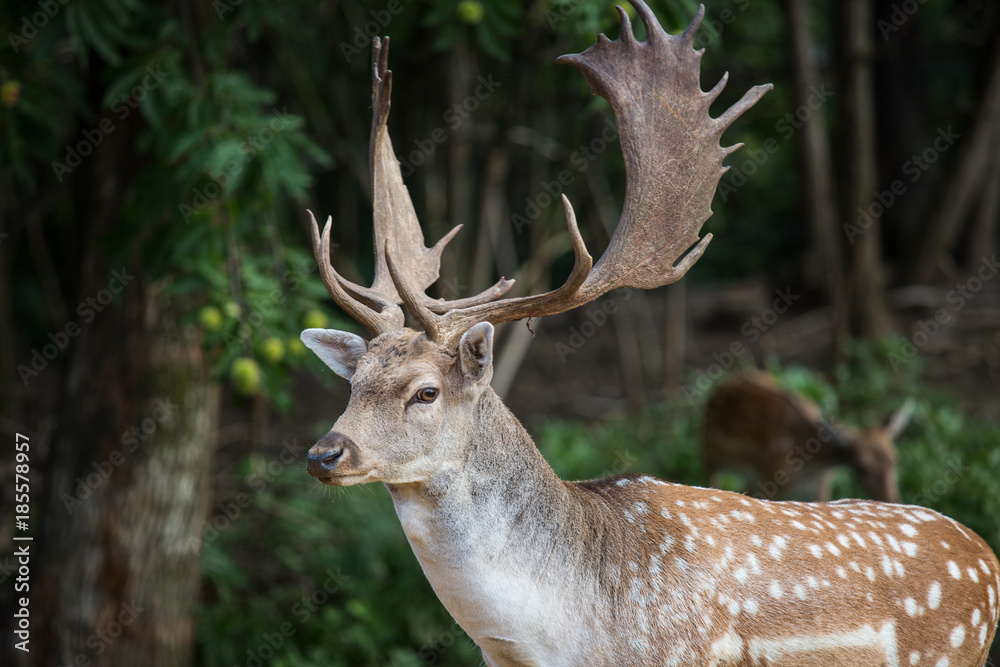 fallow deer, dama dama fallow deer, dama dama