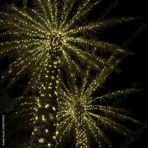 Palm Trees With Sparkling Christmas Lights