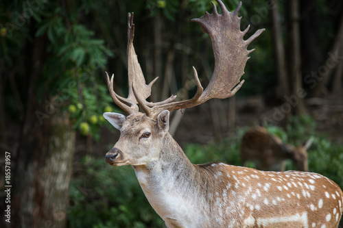 fallow deer, dama dama