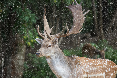 fallow deer, dama dama