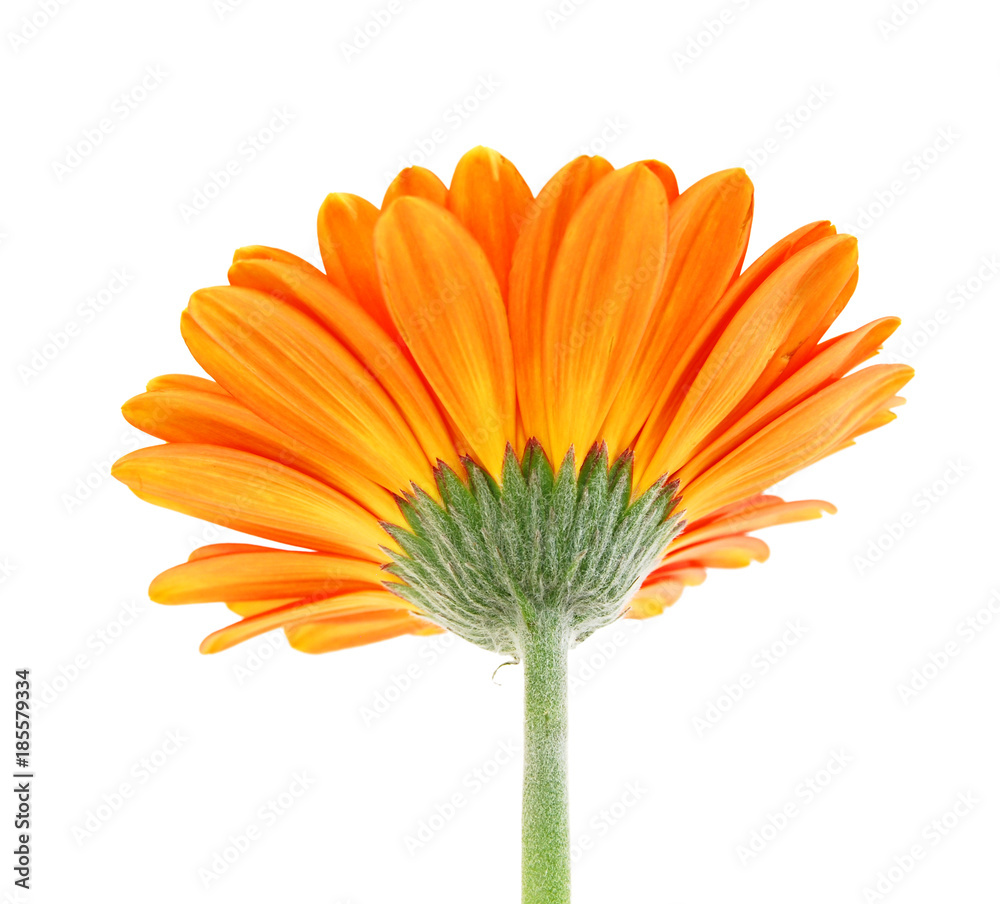 Fototapeta premium Close-up of orange gerbera petals on white background