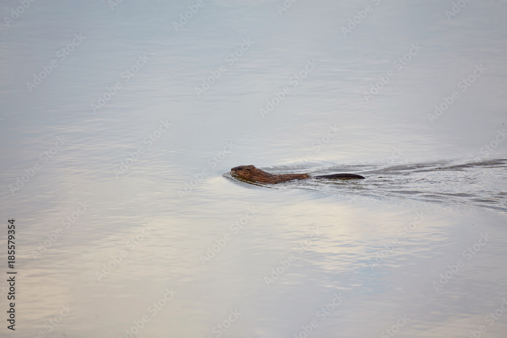 Fototapeta premium Muskrat Ondatra Zibethicus swims along in reflective and sparkling clear blue water