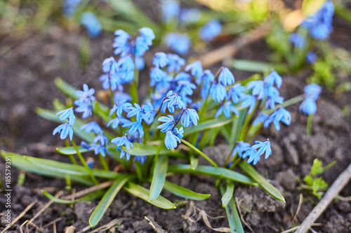 Early spring Blue Scilla Squill blossom background