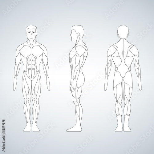 Full length muscle body, front, back view of a standing man