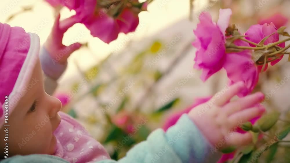 Little girl touching hands buds and branches on flowering wild rose in garden Little girl touching hands buds and branches on flowering wild rose in garden