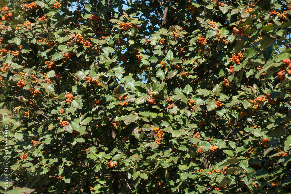 Dark green leaves and orange fruits of whitebeam