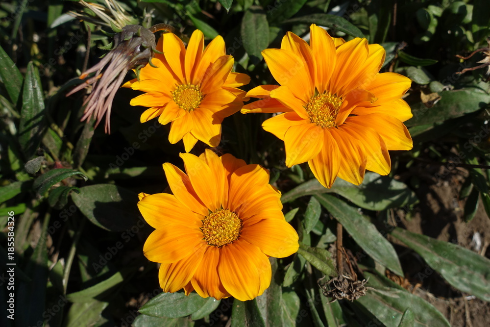 Three bright orange flowers of gazania rigens Three bright orange flowers of gazania rigens