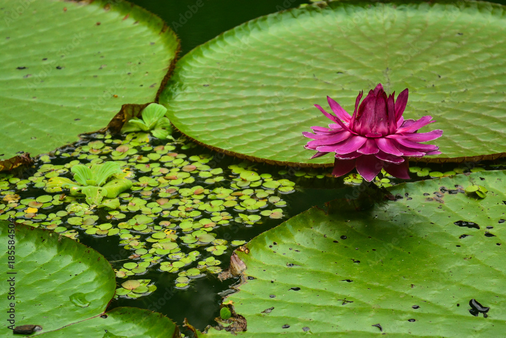 Fototapeta premium vitória-régia, amazonas