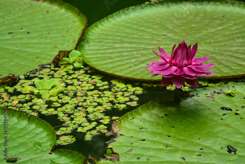 vitória-régia, amazonas