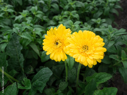 Yellow Gerbera Flowers Blooming in The Garden © wichatsurin