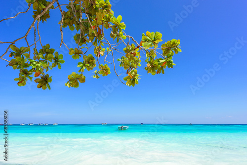 Fototapeta Naklejka Na Ścianę i Meble -  Branches and leaf on blue sea background. Tropical beach