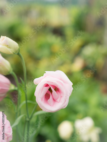 Light Pink Lisianthus Blooming
