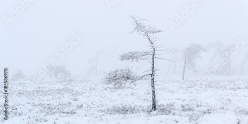 Schwarzes Moor Winter