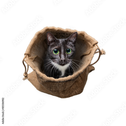 Die Katze im Sack © photoschmidt
