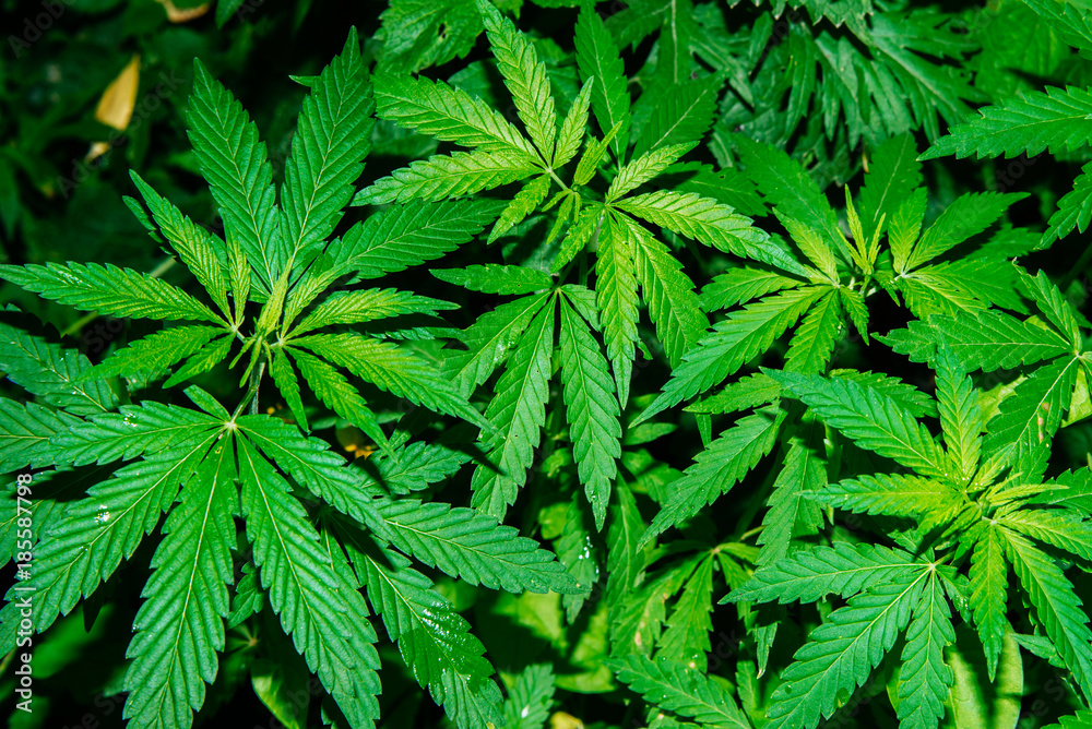 Wild agricultural hemp grows in the countryside Wild agricultural hemp grows in the countryside