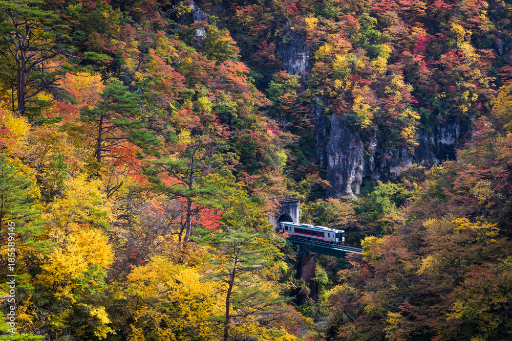 Naklejka premium Rikuu line at Naruko gorge in autumn