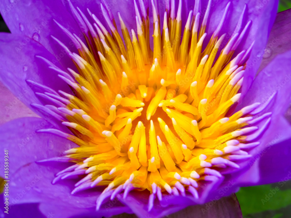 Obraz premium close up to purple lotus flower blooming after rain fall in the morning