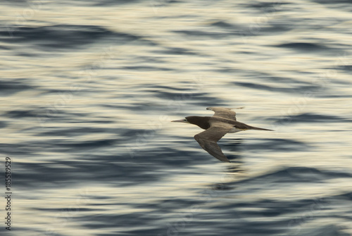 Brown Booby  Sula Leucogaster  flying over the ocean with motion blur.