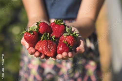 Woman hand holding freshly plucked strawberries  photo