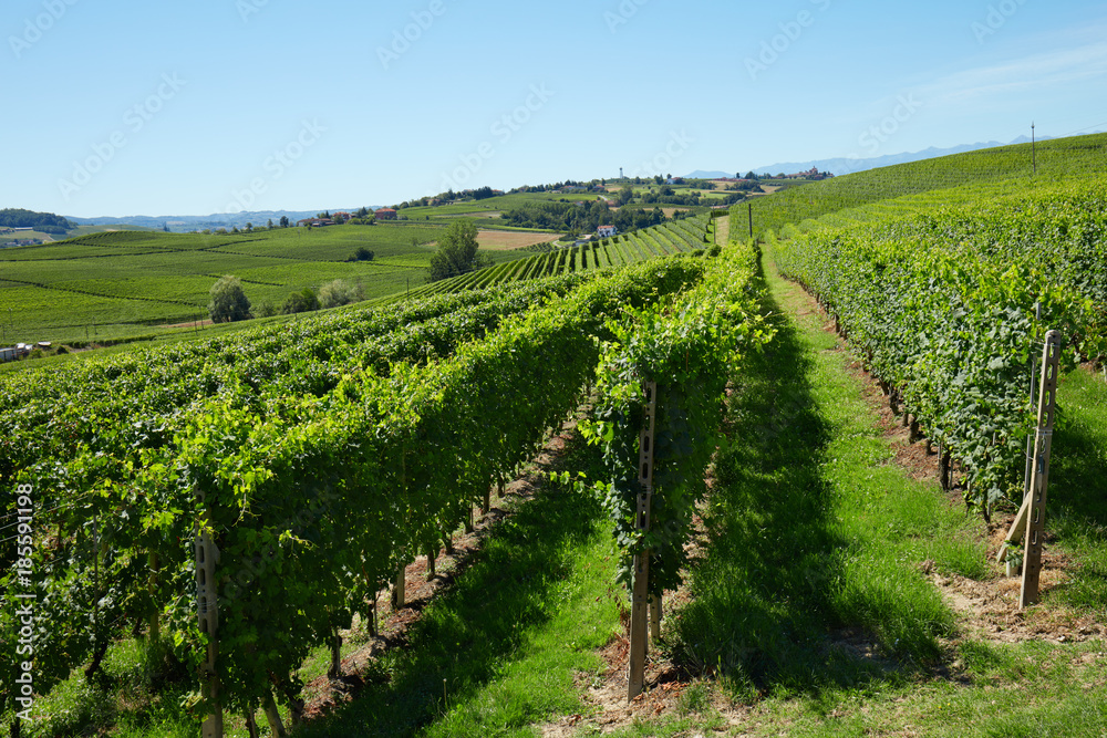 Green vineyards in a sunny day, blue sky in Italy
