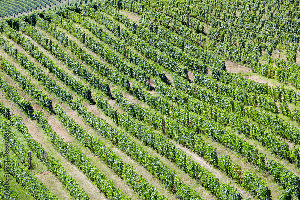 Vineyards aerial view background in a sunny day Vineyards aerial view background in a sunny day