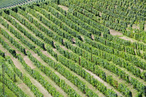 Vineyards aerial view background in a sunny day