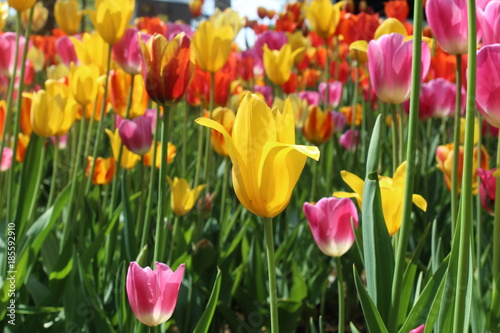tulip, spring, flower, tulips, flowers, garden, yellow, nature, red, pink, field, green, colorful, blossom, floral, flora, bloom, purple, park, plant, summer, beauty, color, bright, natural