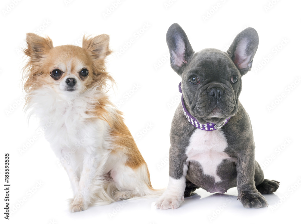 puppy french bulldog and chihuahua
