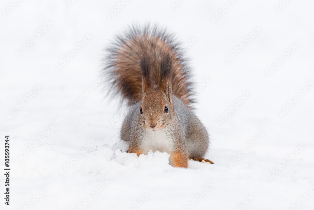 Fototapeta premium squirrel in the snow