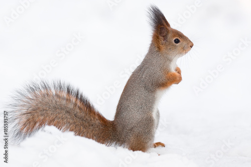 Fototapeta squirrel in the snow